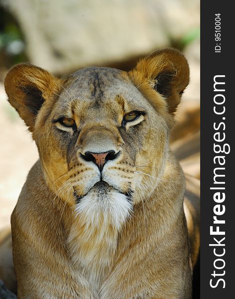 Closeup of a big african female lion