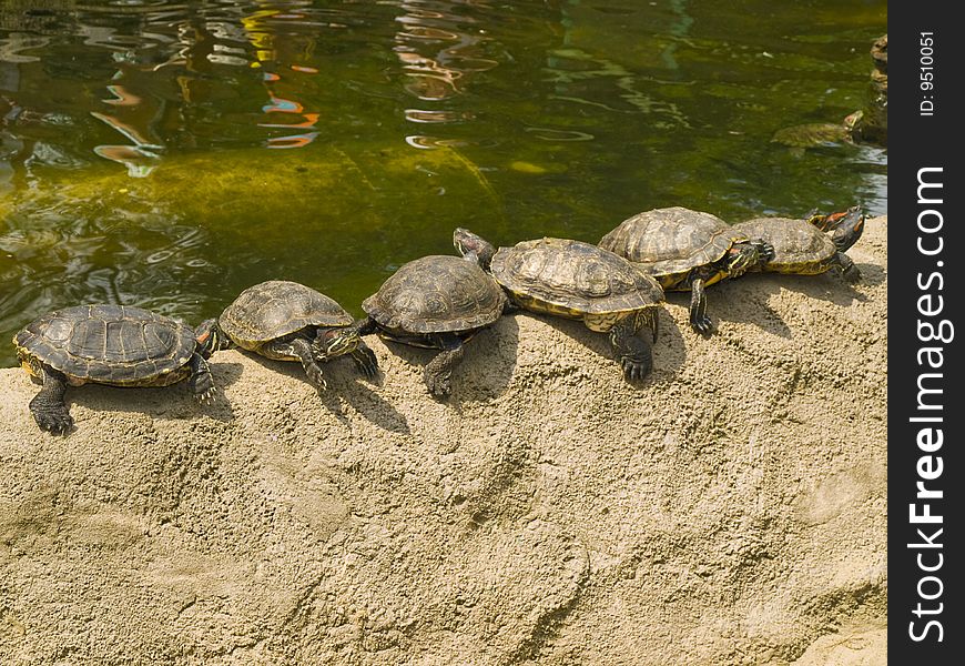 Small animal turtle in zoo