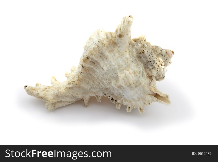 Mollusc bowl on a white background, it is isolated. Mollusc bowl on a white background, it is isolated