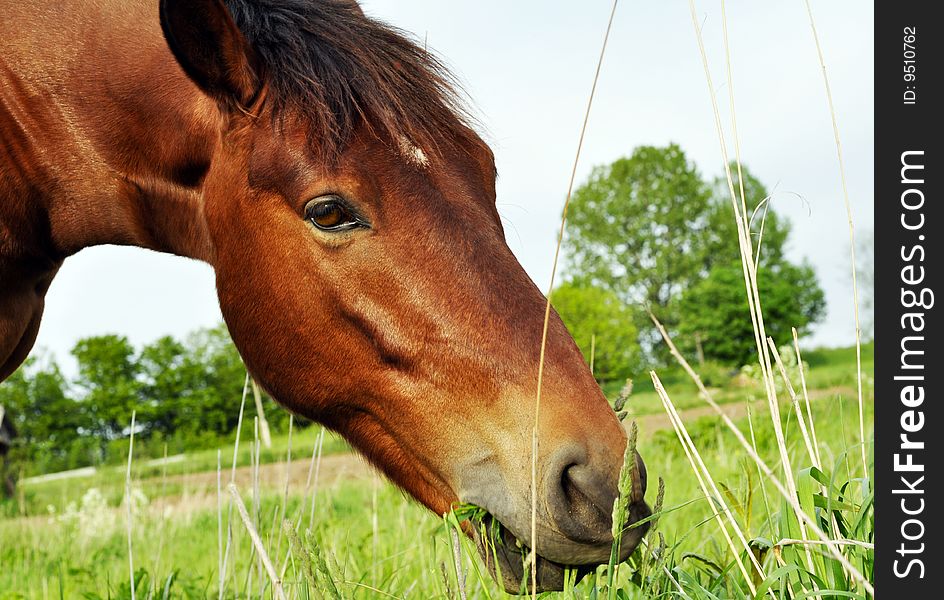 A horse eating grass on a village pasture. A horse eating grass on a village pasture