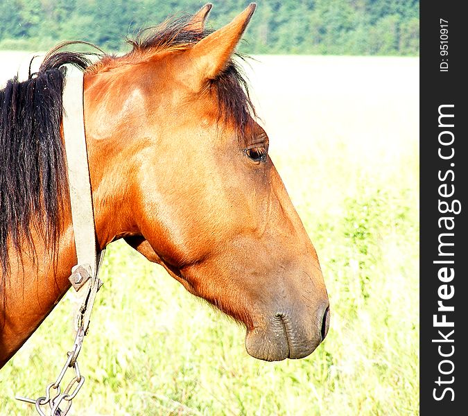 Horse head on the background field