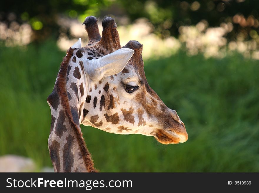Giraffe head close up shot