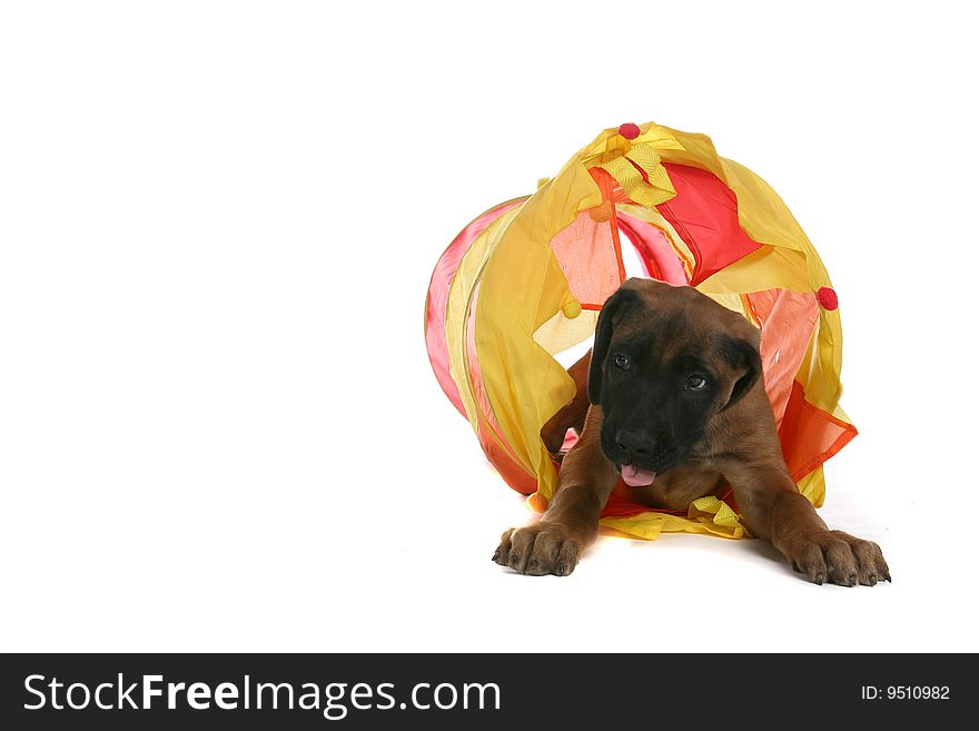 Small brown puppy crawling through a yellow tunnel