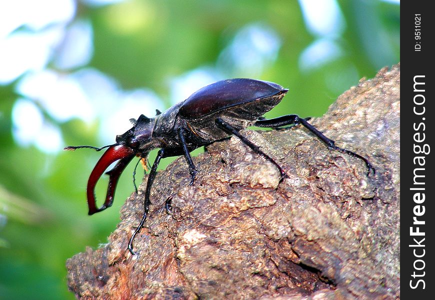 Large beetle on wood oak. Large beetle on wood oak