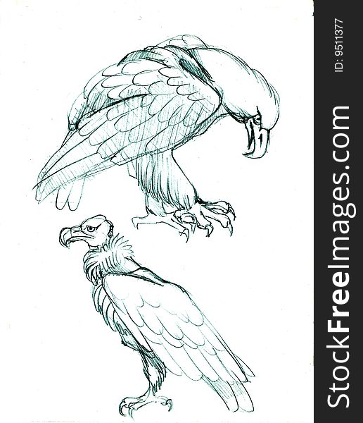 Eagle And Vulture