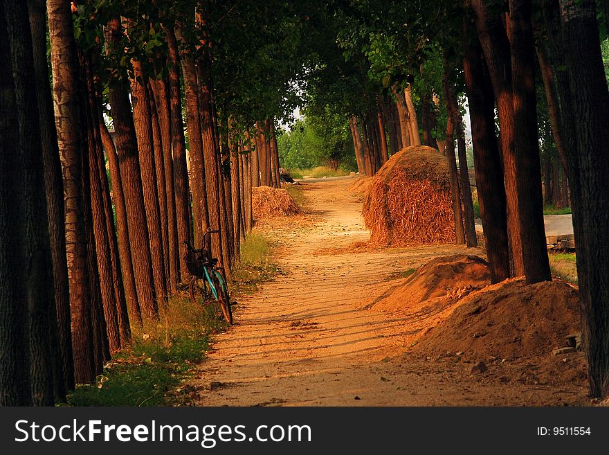 Forest Road under the Sunset Shineï¼ŒRich tone and thick---