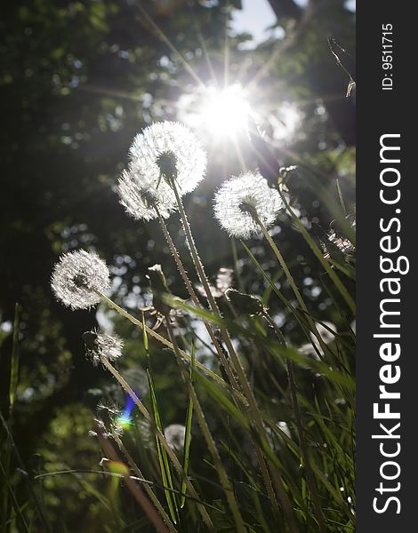 White Blowballs in the Sunlight.