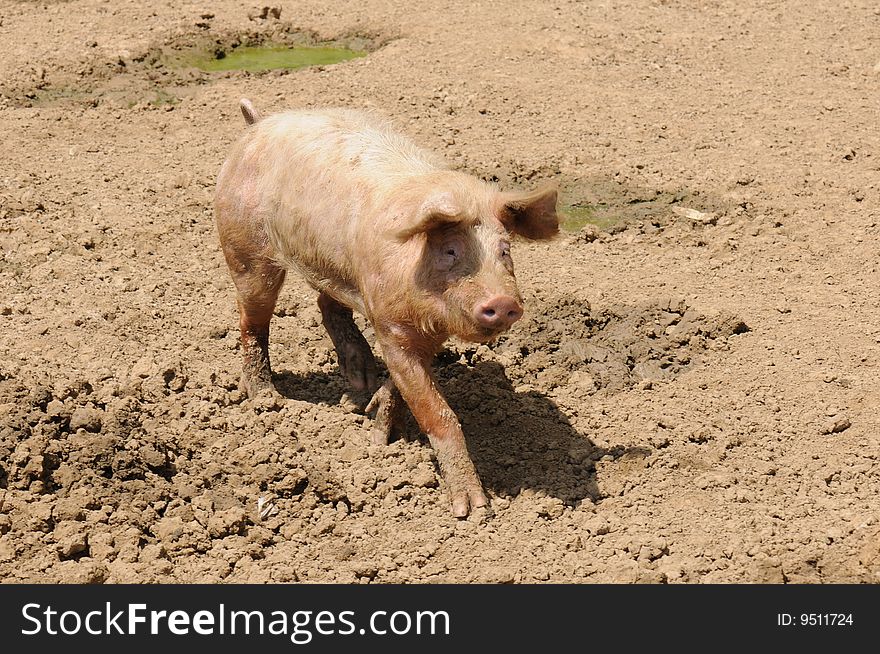 Pig walking in a dust. Pig walking in a dust