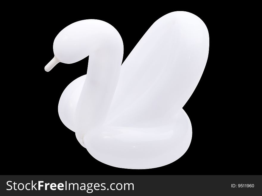 White swan on black background