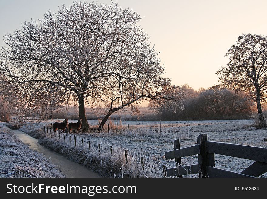 Two horses standing in an frozen meadow just after surise. Two horses standing in an frozen meadow just after surise