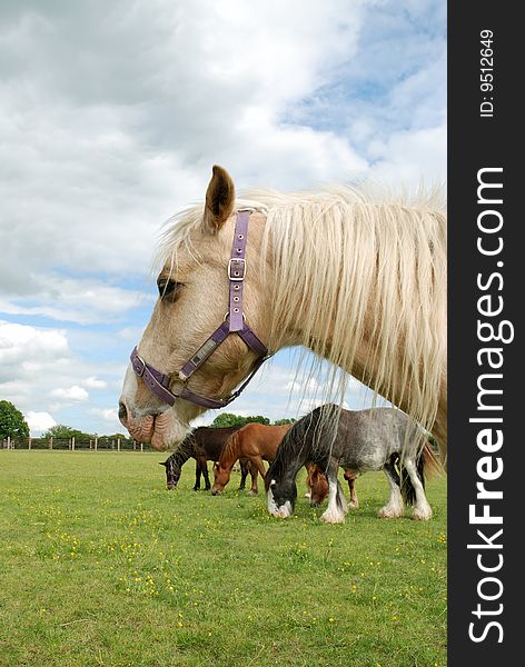 Rescue horses in a field, focus on nearest.