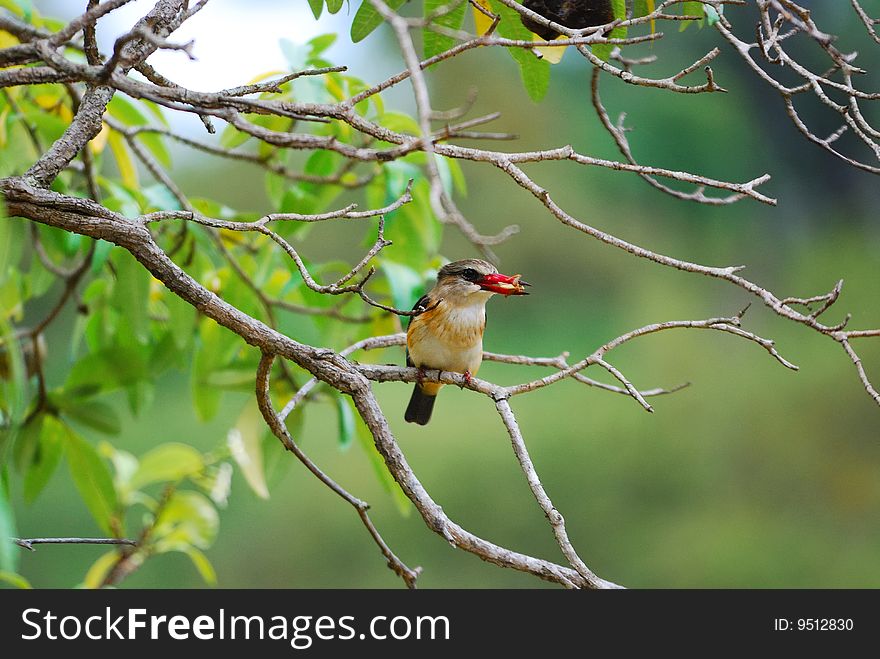 The Brown-hooded Kingfisher (Halcyon albiventris) is a species of bird in the Halcyonidae family (South Africa).