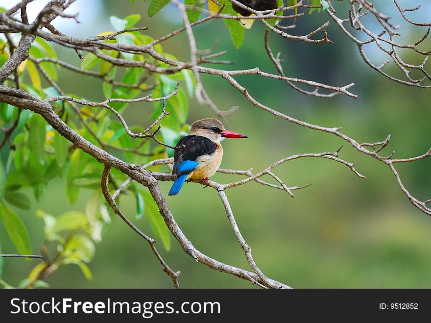 Brown-Hooded Kingfisher (Halcyon Albiventris)