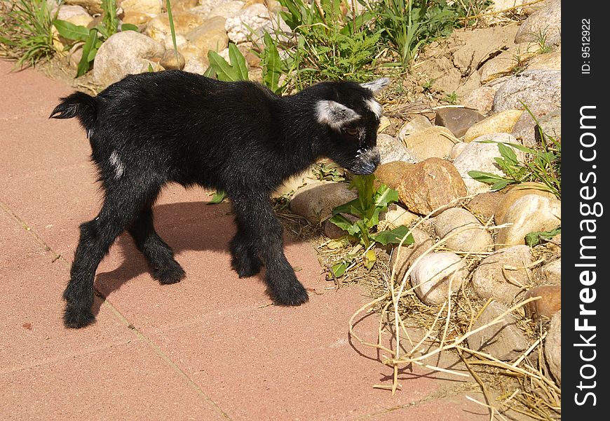 Color image of a black baby goat. Color image of a black baby goat.