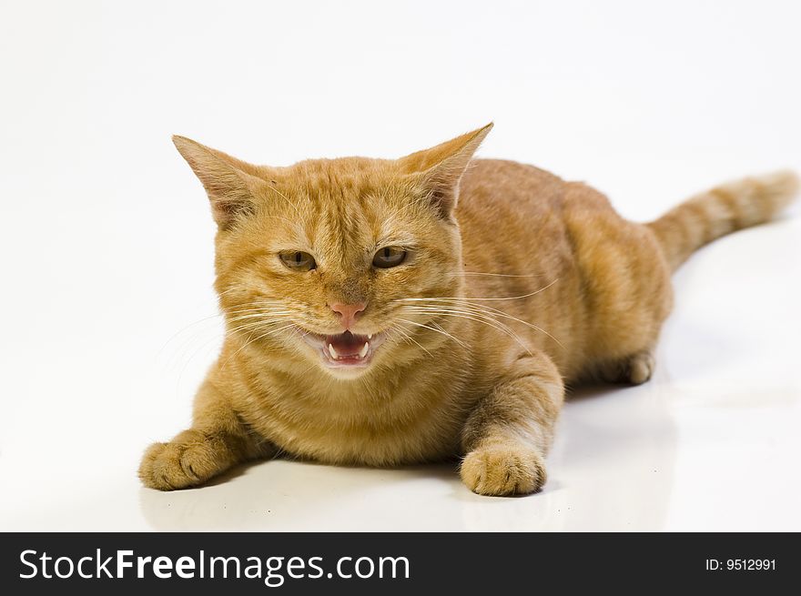 Cute Domestic Male Yellow Cat show fang on White Background Looking to Camera. Cute Domestic Male Yellow Cat show fang on White Background Looking to Camera