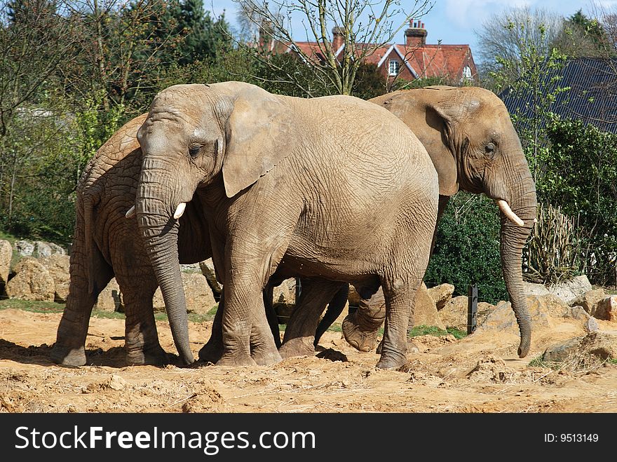 African Elephants in an enclosure