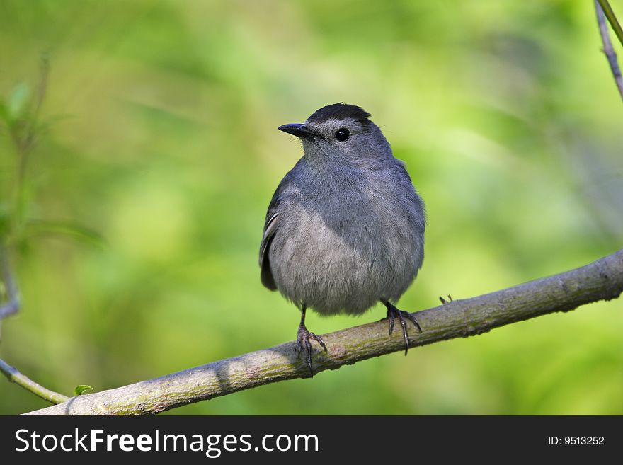 Gray Catbird (Dumetella carolinensis carolinensis) on branch