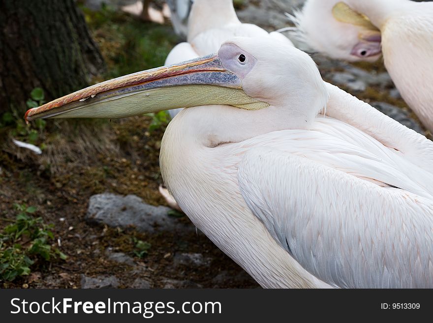 Pelican in the nature close-up