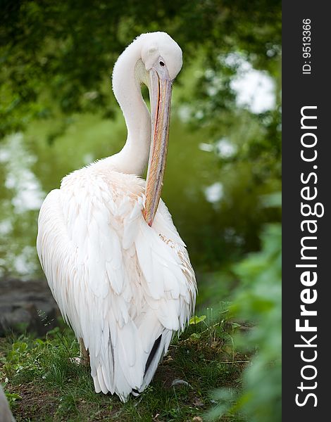 Pelican In The Nature