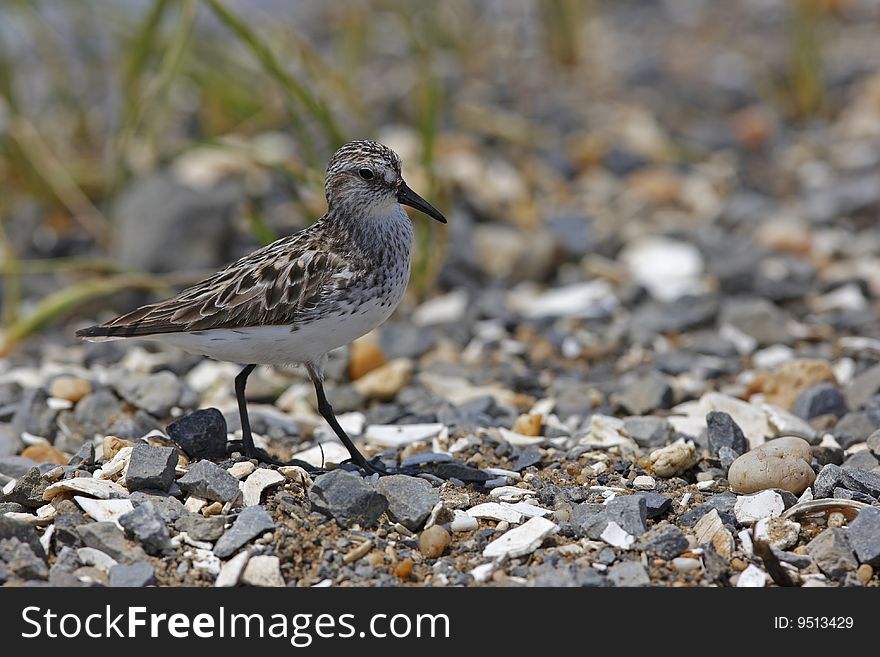 Semipalmated Sandpiper (Calidris pusilla)