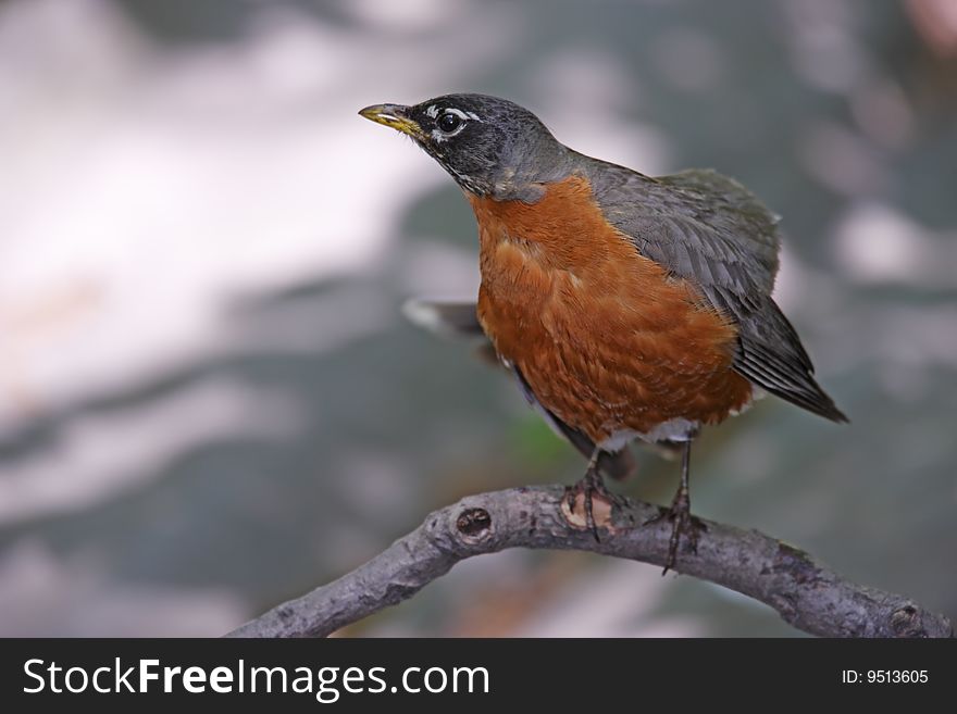 American Robin (Turdus Migratorius Migratorius)