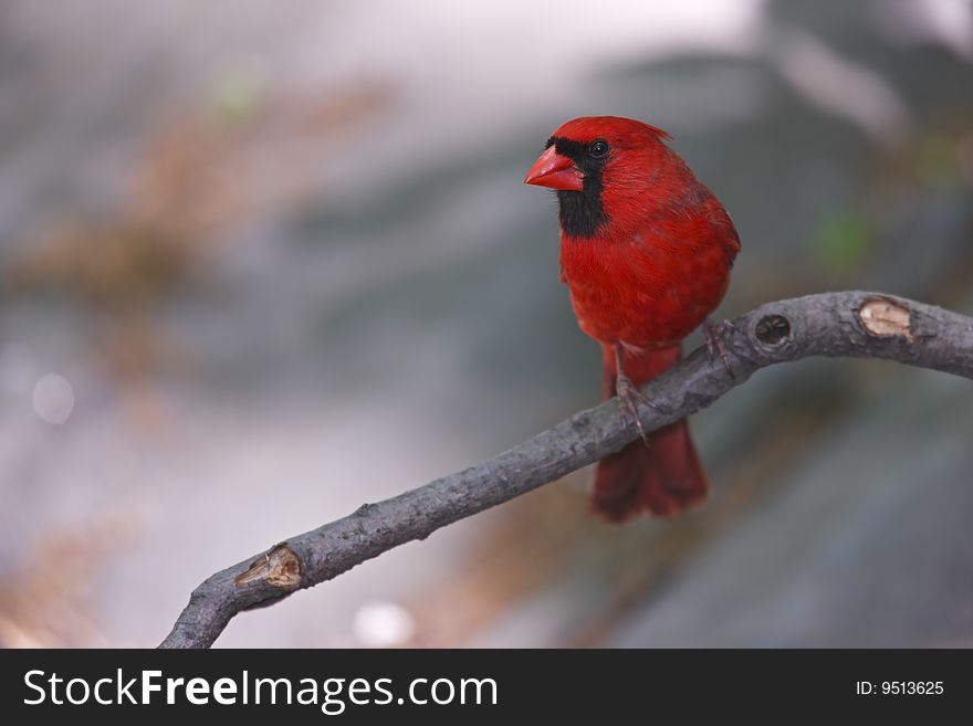 Northern Cardinal (Cardinalis cardinalis cardinalis), male sitting on a branch.