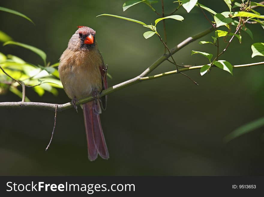 Northern Cardinal (Cardinalis cardinalis cardinalis), female sitting on a branch.