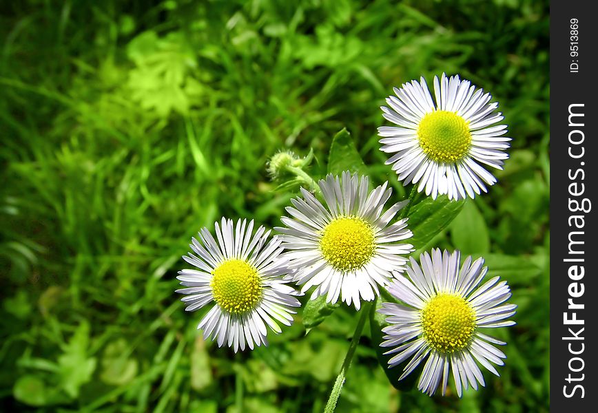 White  chamomiles with green grass