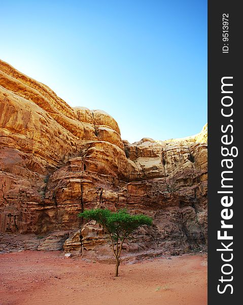 Tree in the desert near Wadi Rum