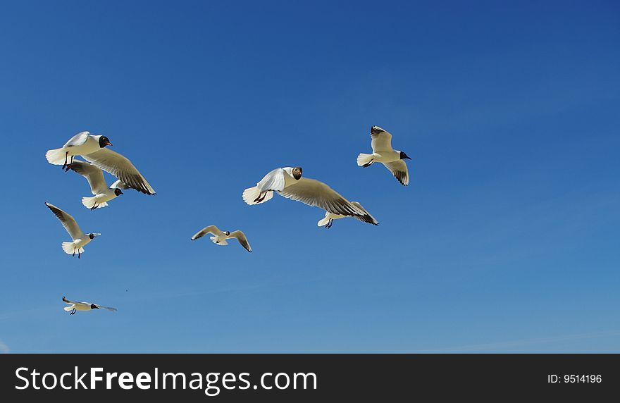 Seagulls flying in blue sky