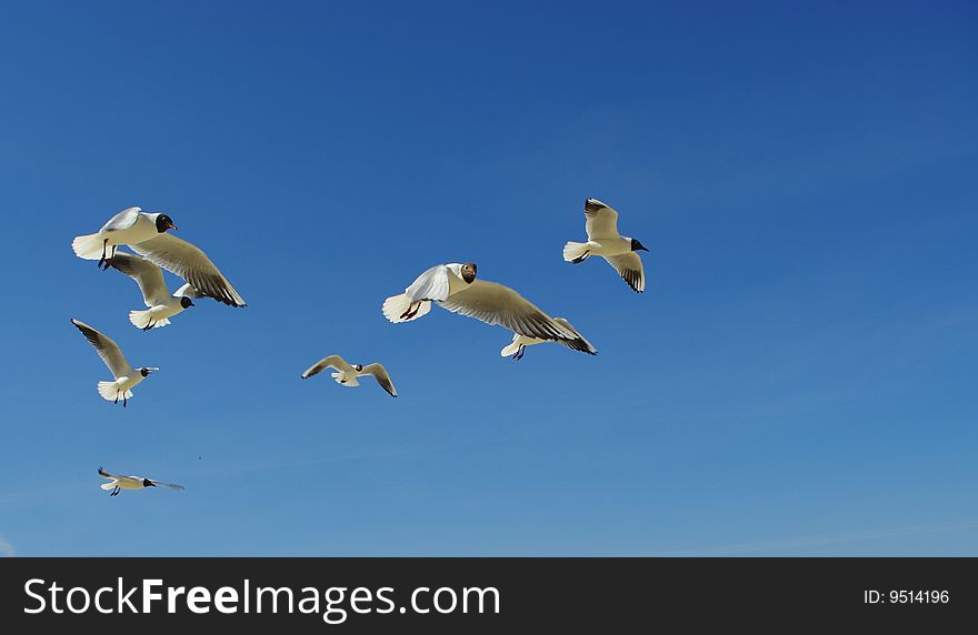 Seagulls