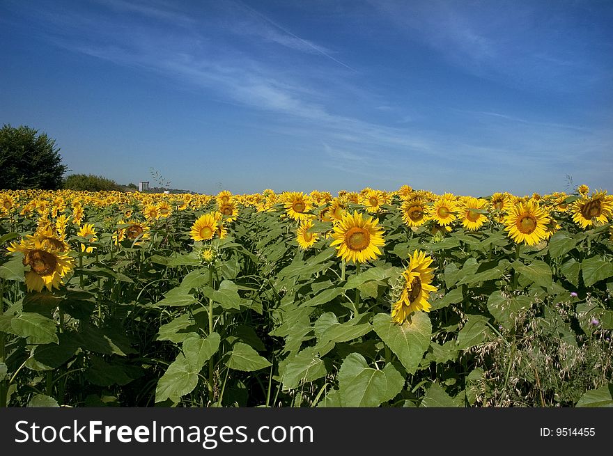 A field of sunflowers stretches into the horizon. A field of sunflowers stretches into the horizon