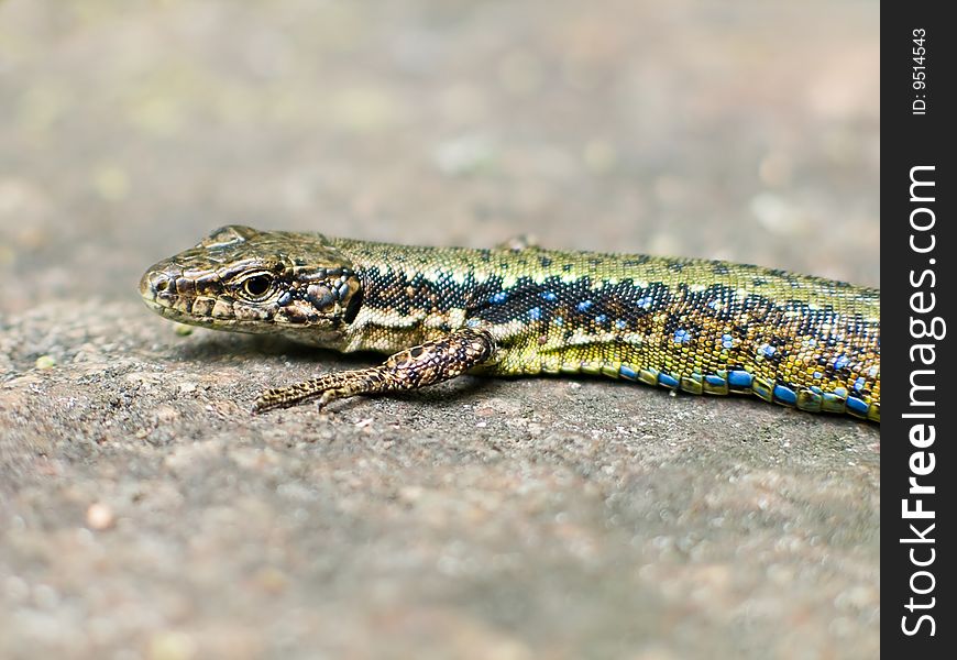 Blue-green lizard creeping on the stone. Shallow depth-of-field.