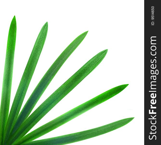 Green palm leaves