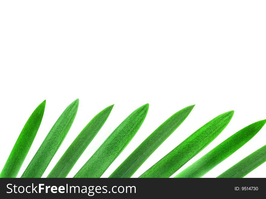 Design element from green palm leaves isolated on white