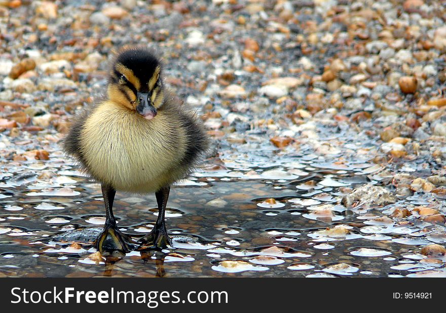 Baby duck