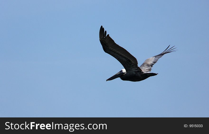 Pelican flying before blue sky. Pelican flying before blue sky