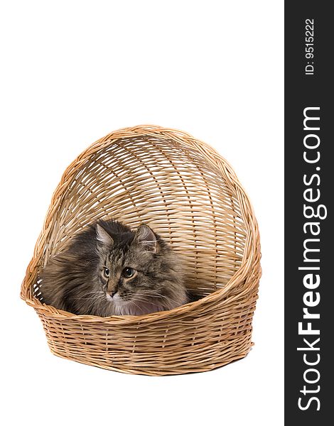 The cat is sitting in wicker basket. Isolated on a white background. The cat is sitting in wicker basket. Isolated on a white background.