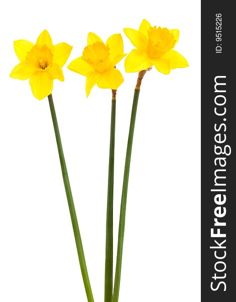 Three yellow narcissus on a white background