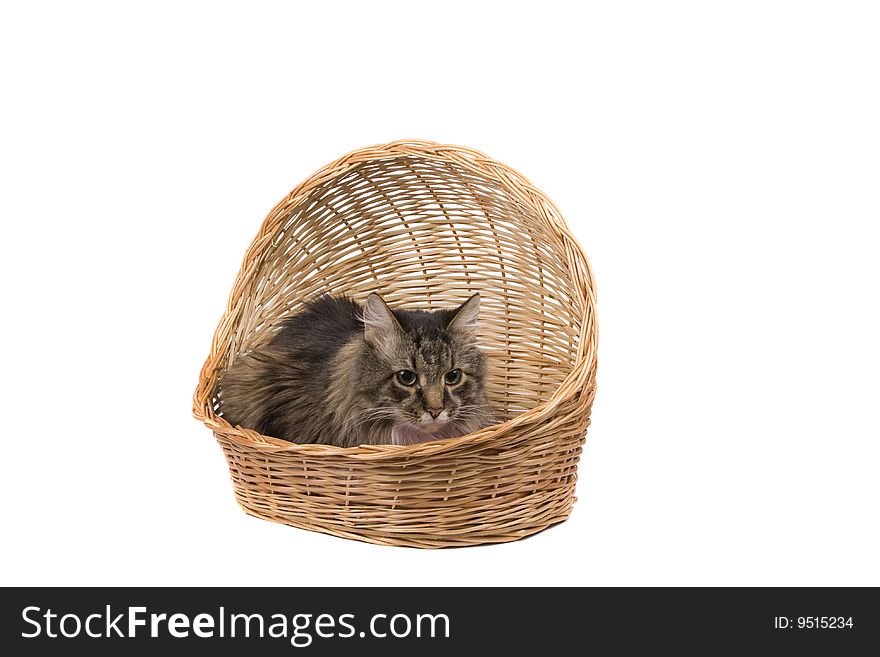 Cat In Wicker Basket