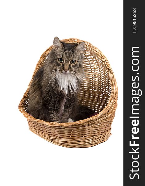 The cat is sitting in wicker basket. Isolated on a white background. The cat is sitting in wicker basket. Isolated on a white background.