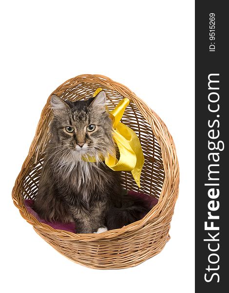 The cat is sitting in wicker basket. Isolated on a white background. The cat is sitting in wicker basket. Isolated on a white background.