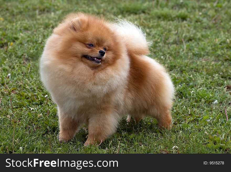 A pomeranian spitz is standing on the grass. A pomeranian spitz is standing on the grass
