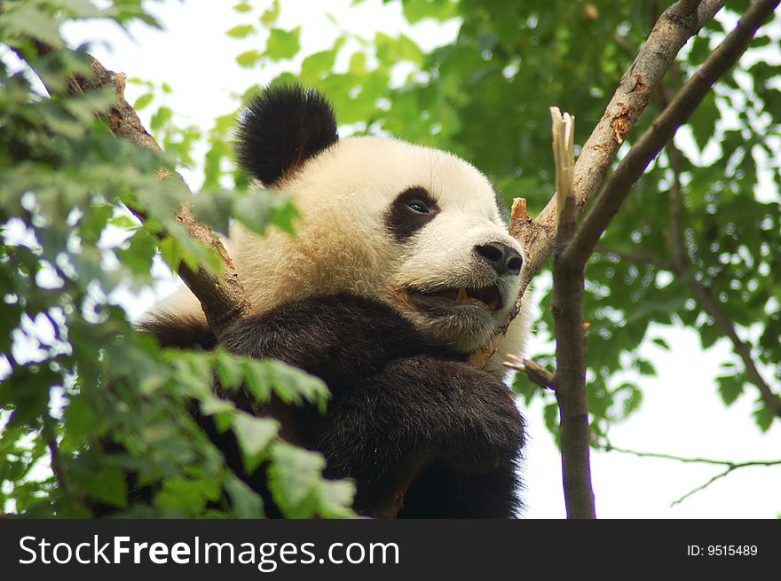 A beautiful Giant Panda resting in a tree. A beautiful Giant Panda resting in a tree.