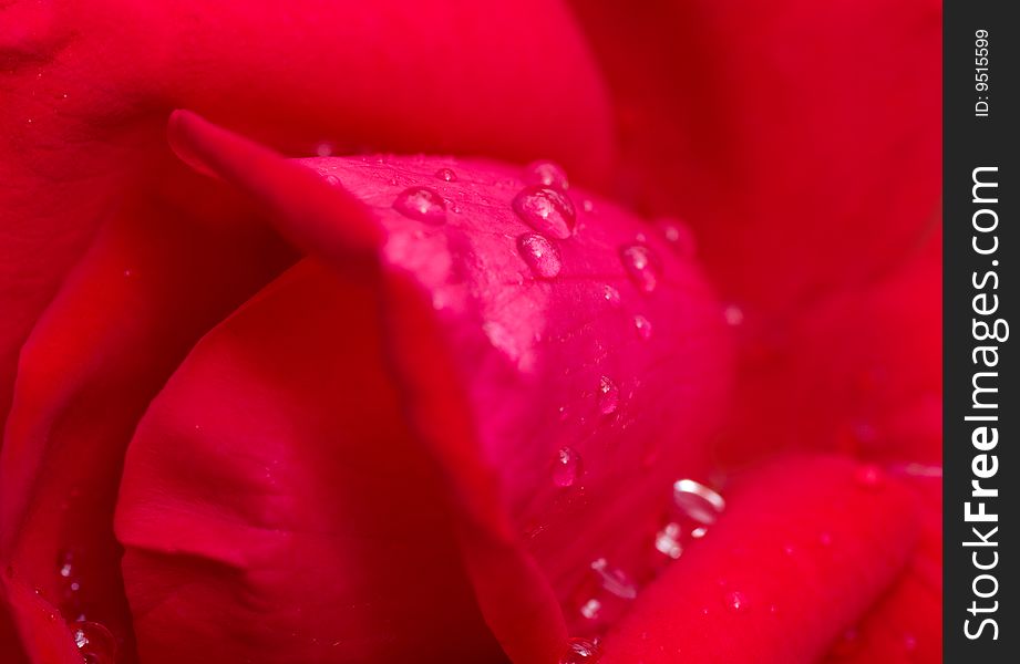 A shot of rose after rain