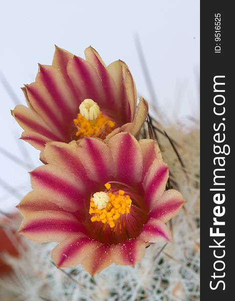 Cactus gymnocactus in a bloom