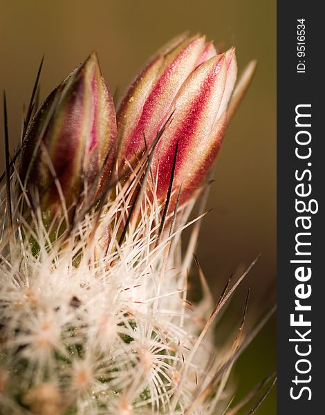 Cactus gymnocactus in a bloom