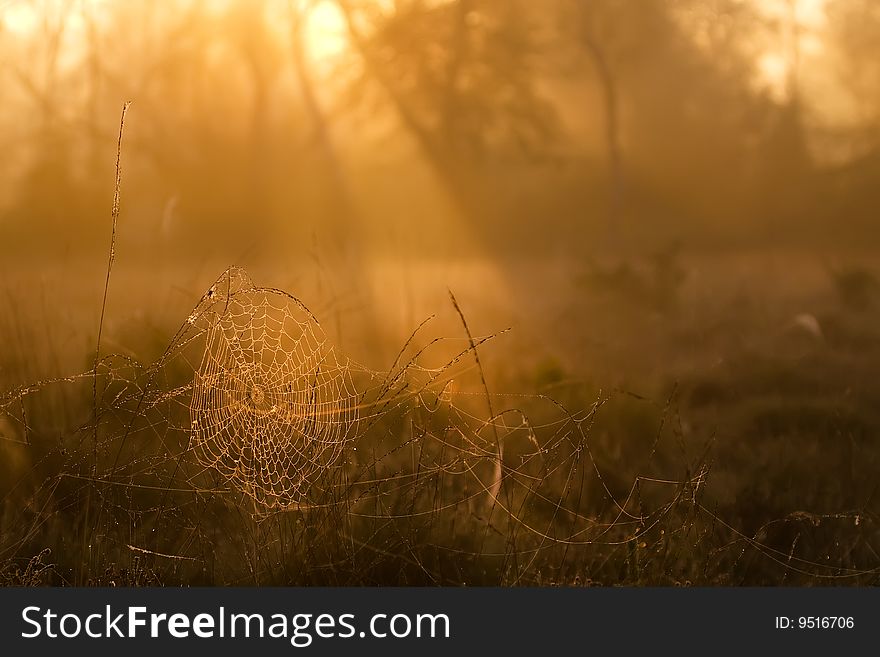 Spiderweb in early morninglight, covered with dew. Spiderweb in early morninglight, covered with dew