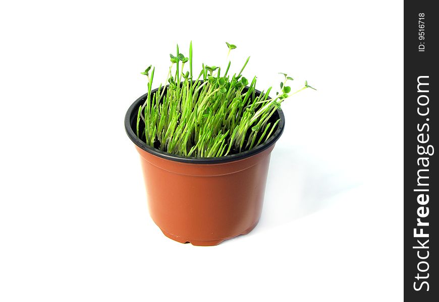 Grass In Pot