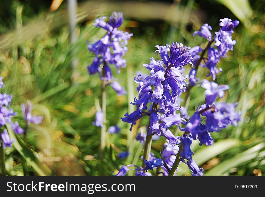 Violet spanish hiacynth in a garden